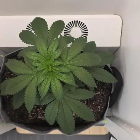 Hey Abby - SeedSupreme