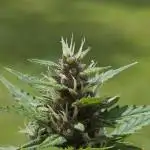 Purple Hulk Auto