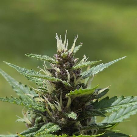 Purple Hulk Auto