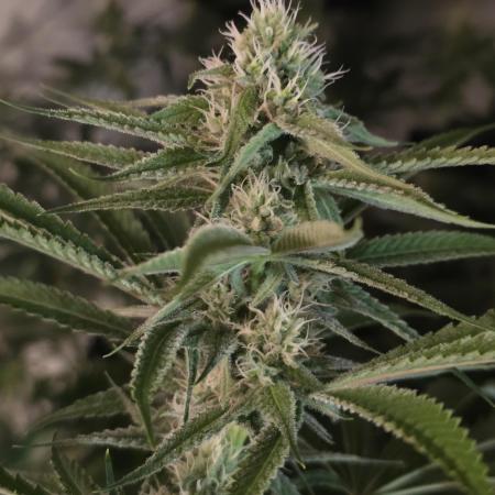 Straw-Lectric Lemonade Strng Seeds