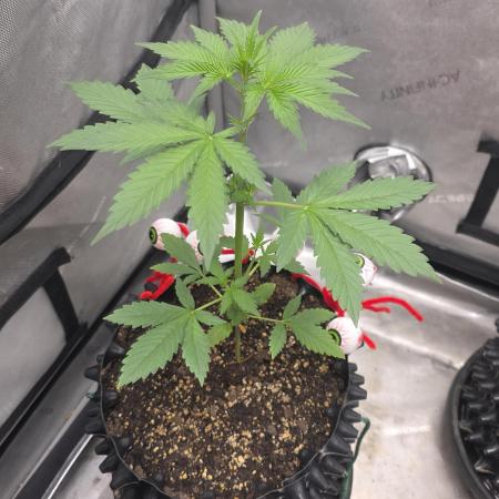 Apricot Auto-Fast Buds