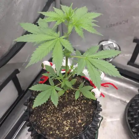 Apricot Auto-Fast Buds