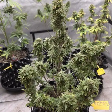 Auto Black Opium 🏆 2025 🏆