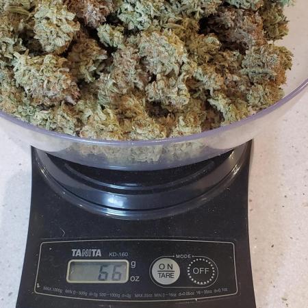 Blue Cheese Auto