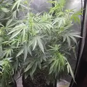 Straw-Lectric Lemonade Strng Seeds