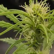Sunset Sherbet auto
