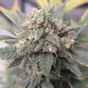 Black Cherry Punch auto -Pyramid Seeds