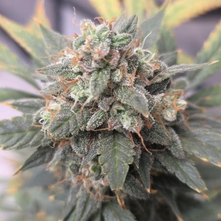 Black Cherry Punch auto -Pyramid Seeds