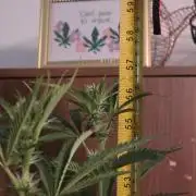 Straw-Trop Cherry Strng Seeds