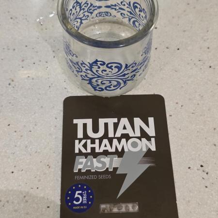 Tutankhamon Fast-Nokotech Simplex