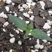 Candy Auto