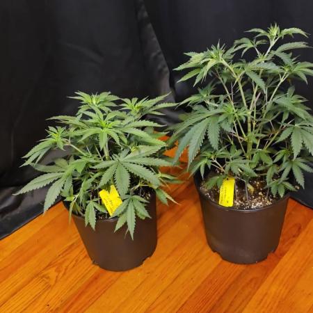 Straw-Trop Cherry Strng Seeds