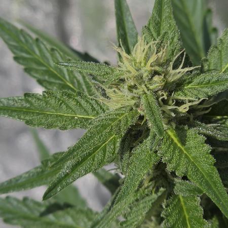 Wedding Cake auto  2026 Outside Grow