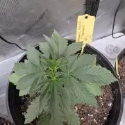 Straw-Trop Cherry Strng Seeds