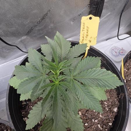 Straw-Trop Cherry Strng Seeds