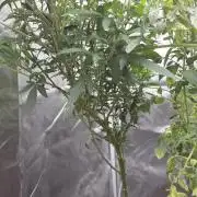 NYC Diesel (was Hey Abby)