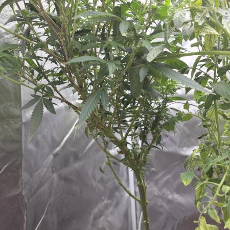 NYC Diesel (was Hey Abby)