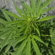 White Widow X Crystal Meth Outside 2026