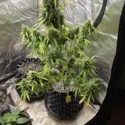 White Widow X Crystal Meth Outside 2026