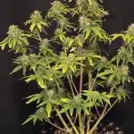 White LSD Auto