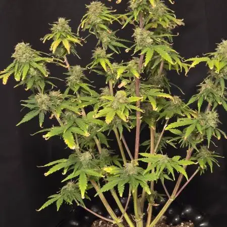 White LSD Auto