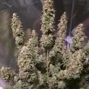 NYC Diesel (was Hey Abby)