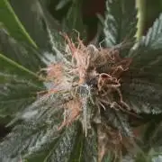 Straw-Trop Cherry Strng Seeds