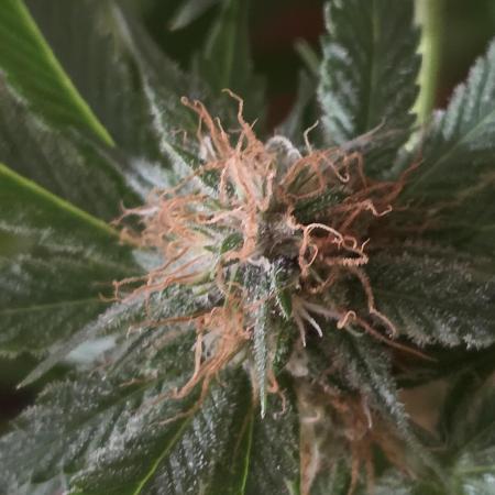 Straw-Trop Cherry Strng Seeds