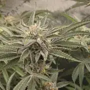 Strawberry Cadillac-Strng Seeds