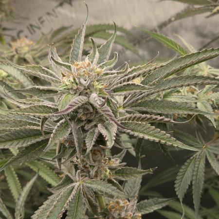 Strawberry Cadillac-Strng Seeds