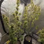 Sunset Sherbet auto