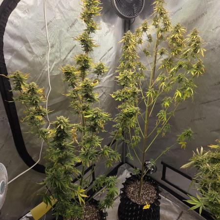 Sunset Sherbet auto