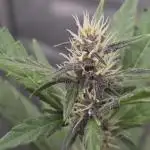 Apricot Auto-Fast Buds