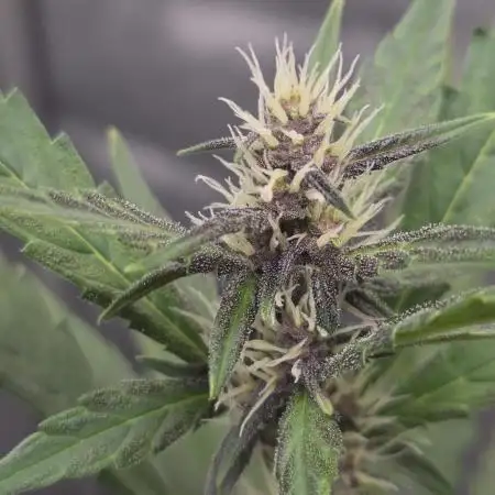 Apricot Auto-Fast Buds