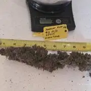 Apricot Auto-Fast Buds