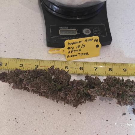 Apricot Auto-Fast Buds