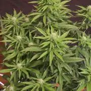 NYC Diesel (was Hey Abby)