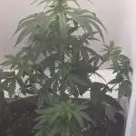 Hey Abby - SeedSupreme