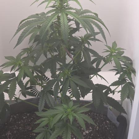 Hey Abby - SeedSupreme