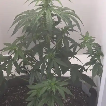 Hey Abby - SeedSupreme