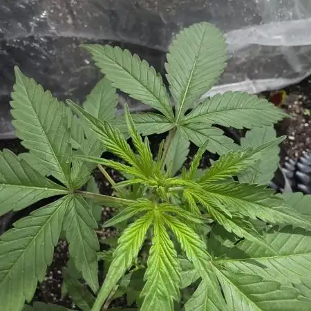 Whorled Phyllotaxy-Hawaiian Snow auto