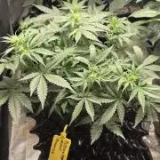 Tutankhamon Fast-Nokotech Simplex