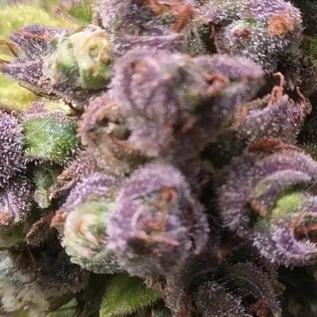 Whorled Phyllotaxy-Hawaiian Snow auto