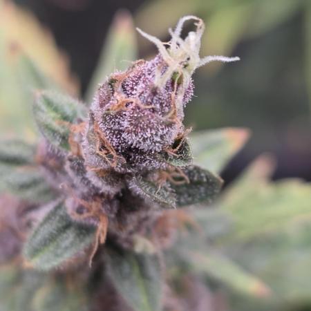 Apricot Auto-Fast Buds