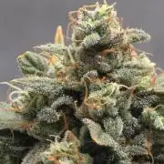 Black Cherry Punch auto -Pyramid Seeds
