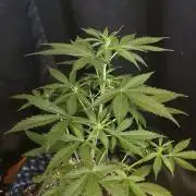 Amnesia auto Outside 2026 SeedSupreme
