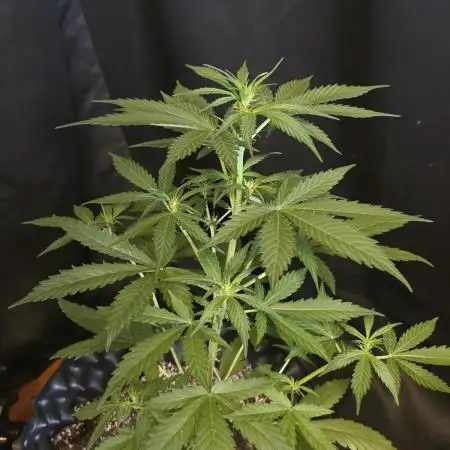 Amnesia auto Outside 2026 SeedSupreme