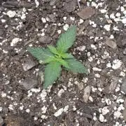 Moonbow by @SeedSupreme