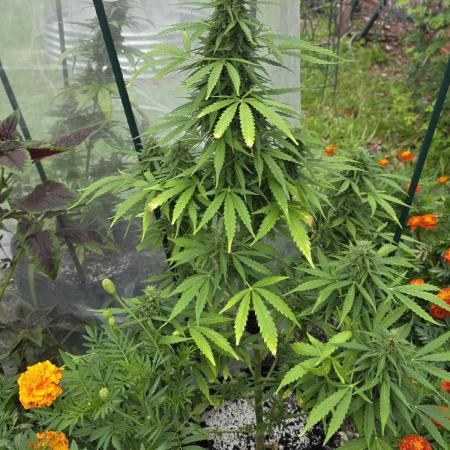 White Widow X Crystal Meth Outside 2026