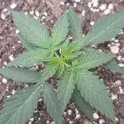 Mystic Gorilla by @Homegrown Cannabis